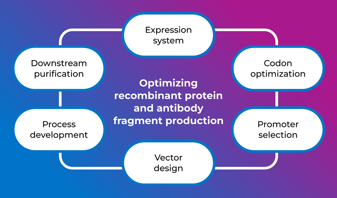 Optimizing the production of recombinant proteins and antibody fragments diagram