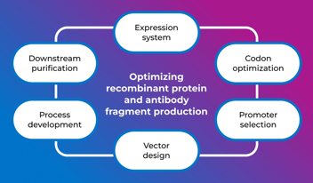 Optimizing the Production of Recombinant Proteins & Antibody Fragments