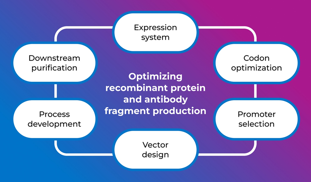 Optimizing the Production of Recombinant Proteins & Antibody Fragments